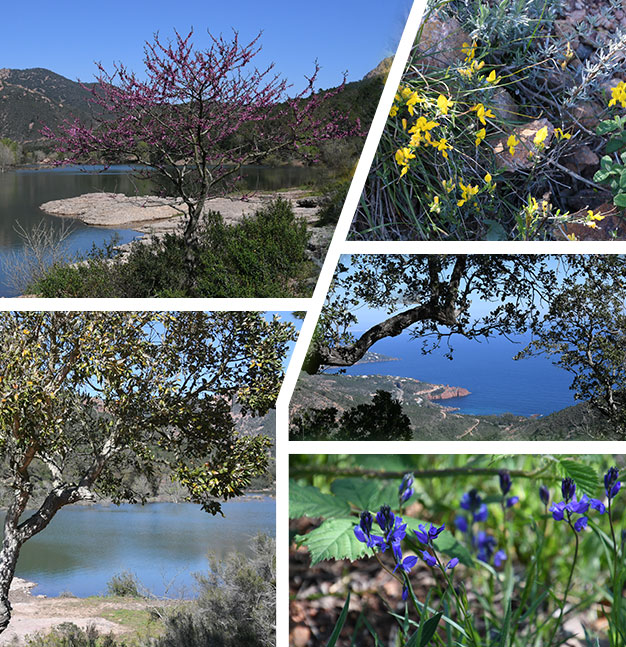 Passion Esterel