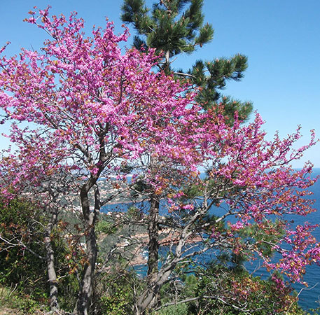 vos photos souvenirs passion Esterel